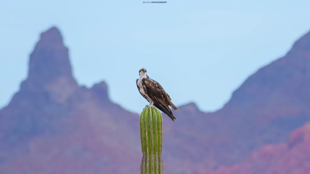 Osprey, photo 1 (La Paz, B.C.S.)