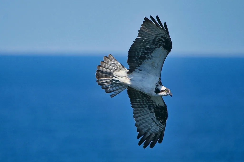 Osprey, photo 2 (La Paz, Baja California Sur)