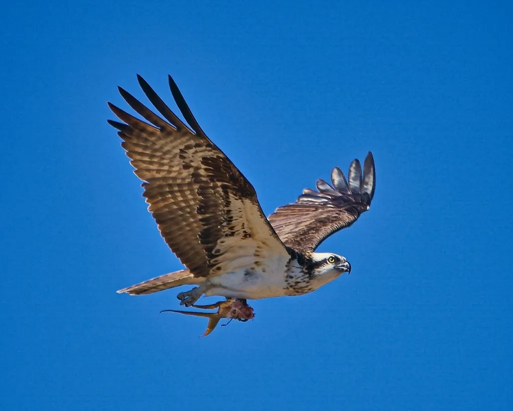 Osprey, photo 3 (Parque Nacional Cabo Pulmo, Cabo Pulmo)