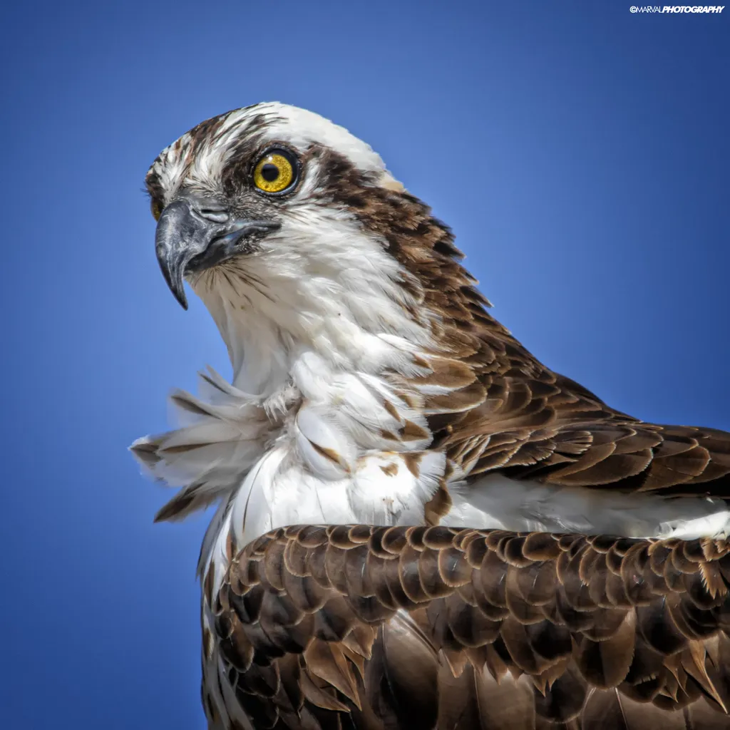 Osprey, photo 5 (Centenario, 23205 El Centenario)