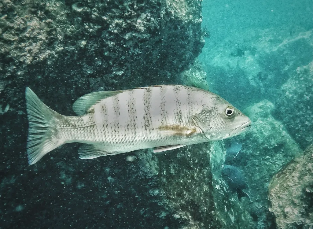 Pacific dog snapper, photo 1 (Las Hadas, Mzlo.)