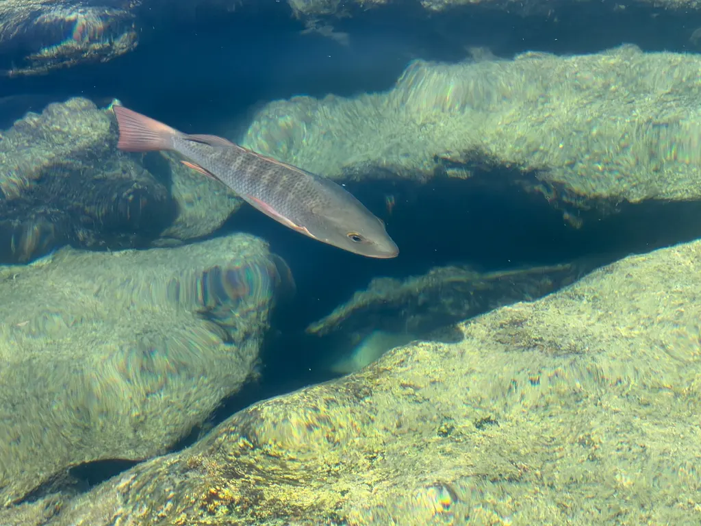 Pacific dog snapper, photo 2 (Andador Dorado, Cabo San Lucas)