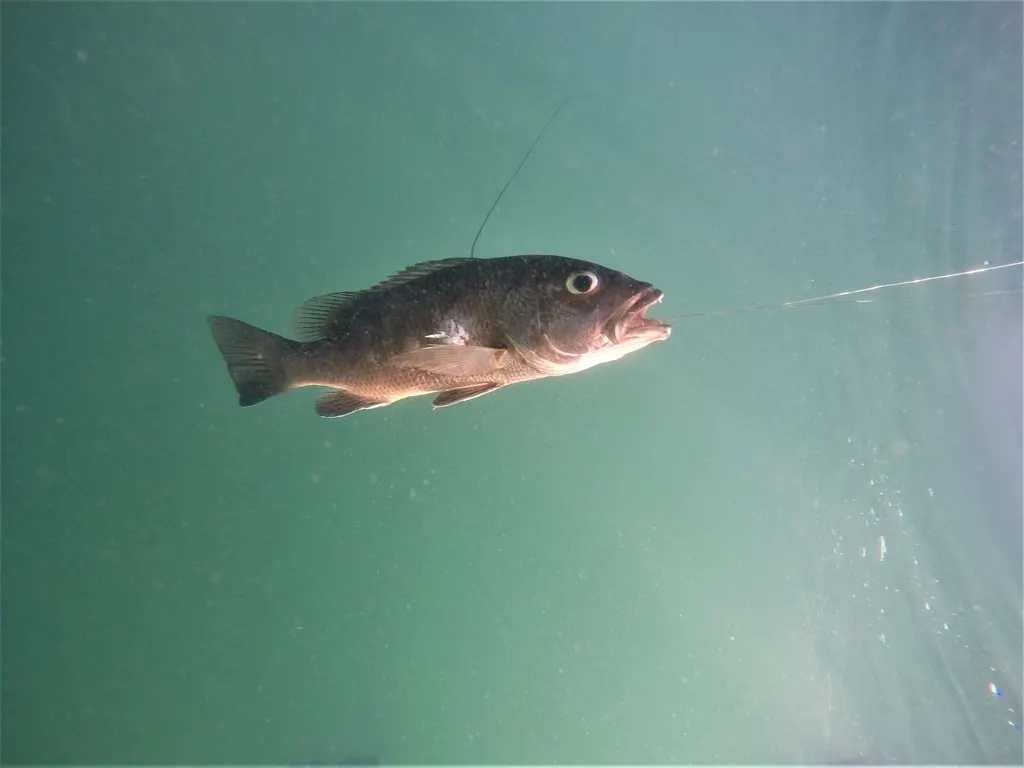 Pacific dog snapper, photo 3 (San Luciano shipwreck, Mzlo.)