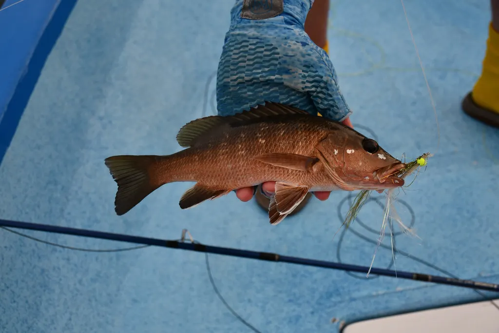 Pacific dog snapper, photo 4 (MX)