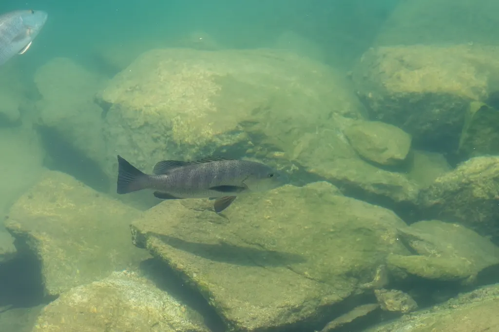 Pacific dog snapper, photo 5 (Centro, Ildefonso Green)