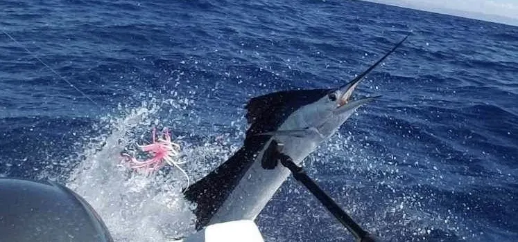 Pez vela, foto 4