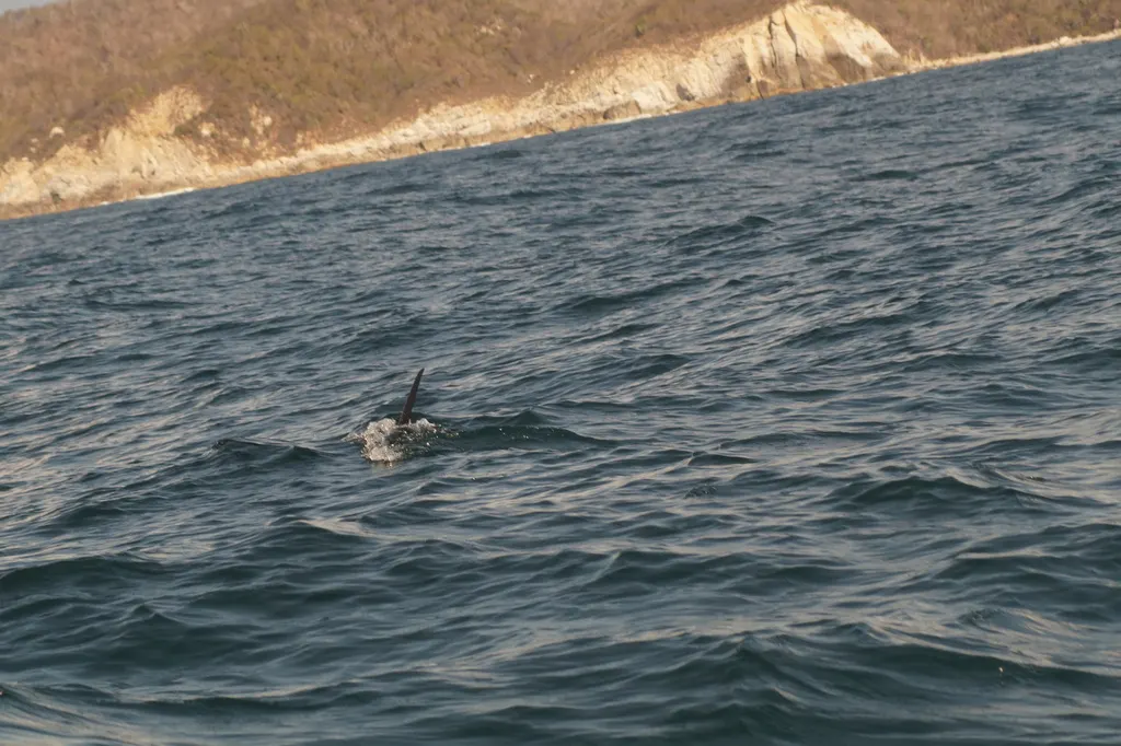Pez vela, foto 6 (Mexico)