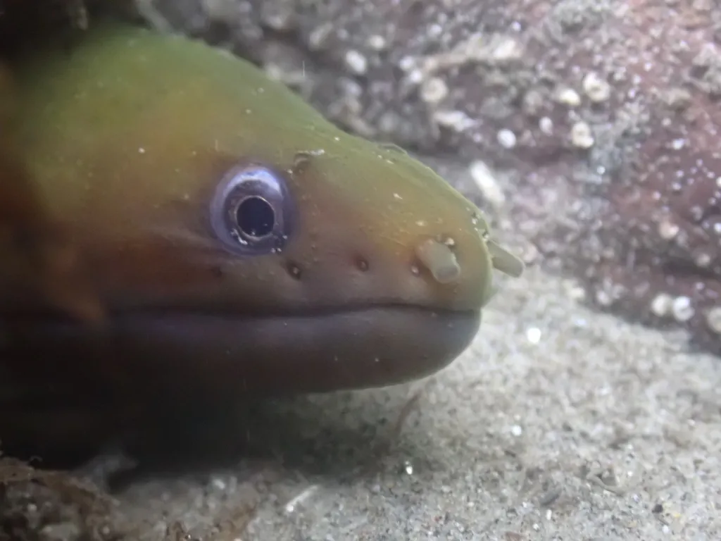 Panamic green moray, photo 1 (28866 Col., México)