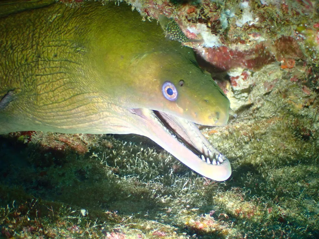 Panamic green moray, photo 2 (Cueva de Leon, BCS)