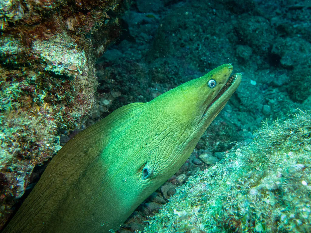 Panamic green moray, photo 3 (Bahía de Loreto, Loreto)