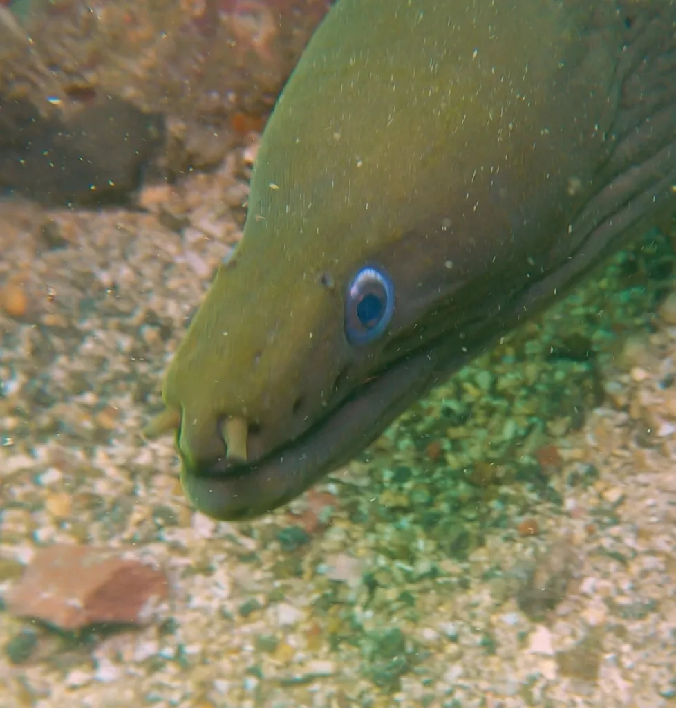 Panamic green moray, photo 4 (México)