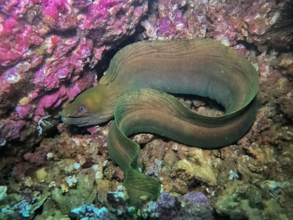 Panamic green moray, photo 5 (México)