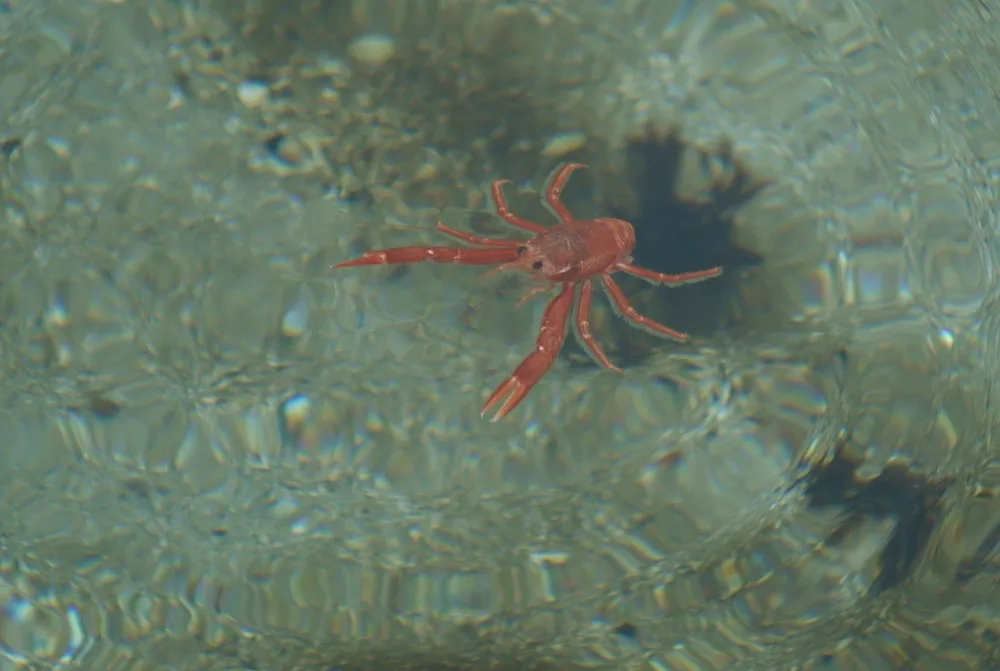 Langostilla, foto 1 (Monterey Bay Aquarium, Monterey County)