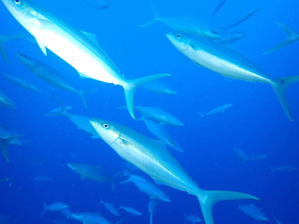 Macarela salmón, foto 3 (Nukufetau, Tuvalu)