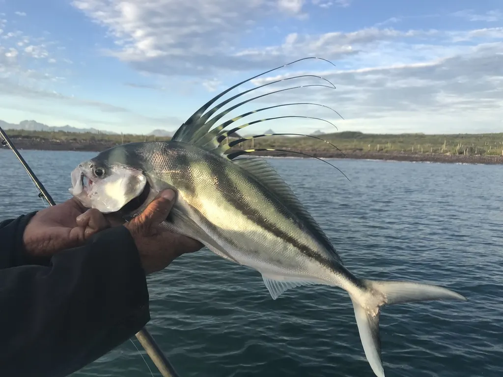Pez gallo, foto 1 (Bahía de Loreto, Loreto)