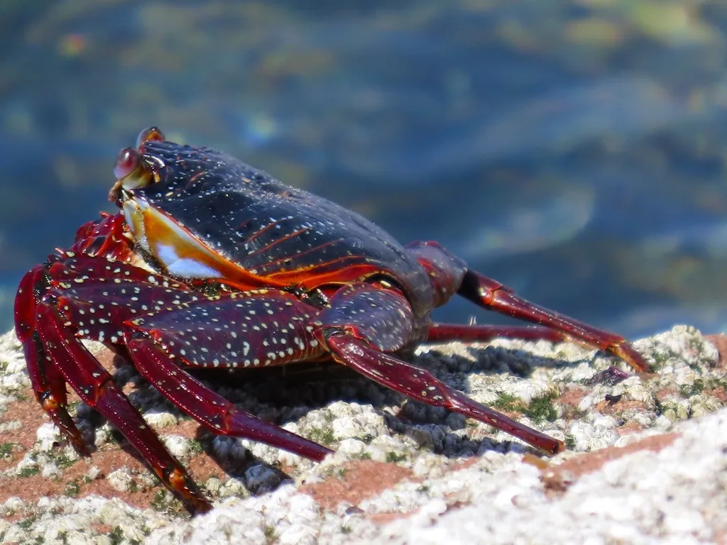 Sally Lightfoot crab, photo 1 (8333+8G Puerto Los Gatos, Tambobiche)