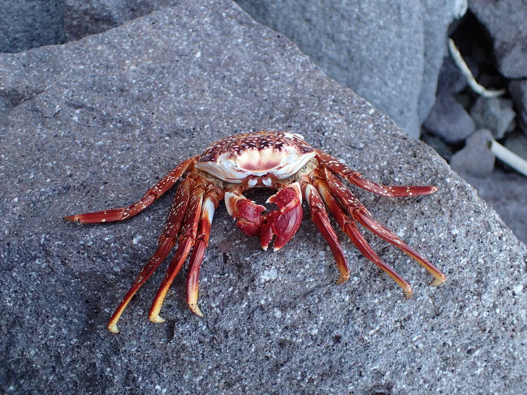 Sally Lightfoot crab, photo 2 (Isla Danzante, Loreto Municipality)
