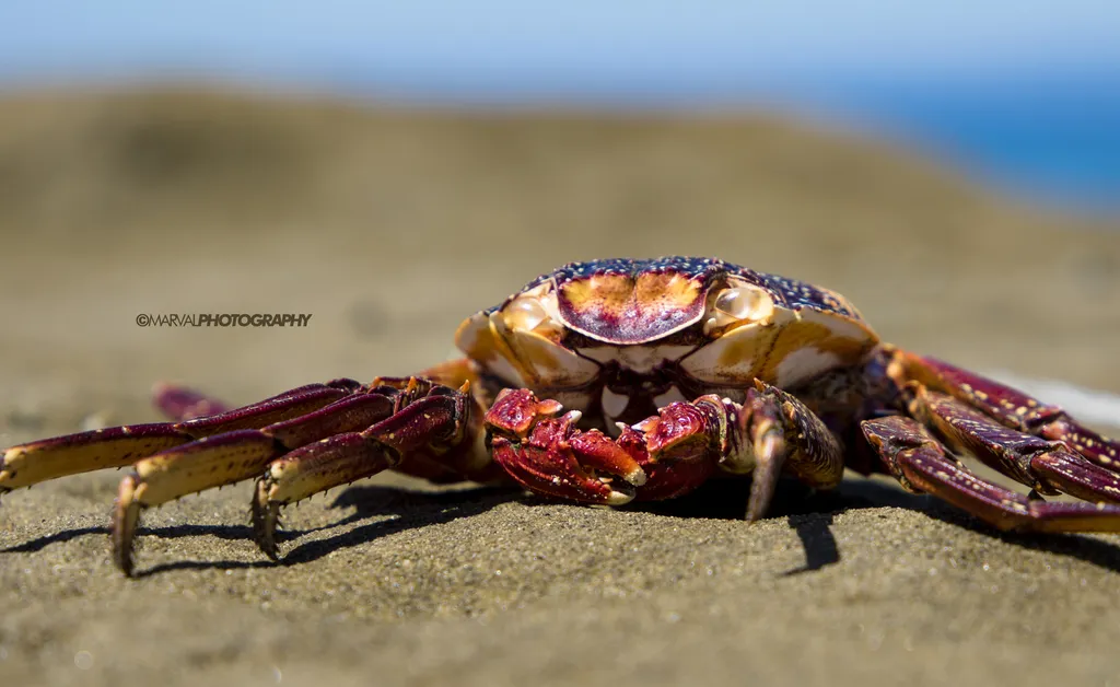 Sally Lightfoot crab, photo 3 (Mulegé, MX-BS)