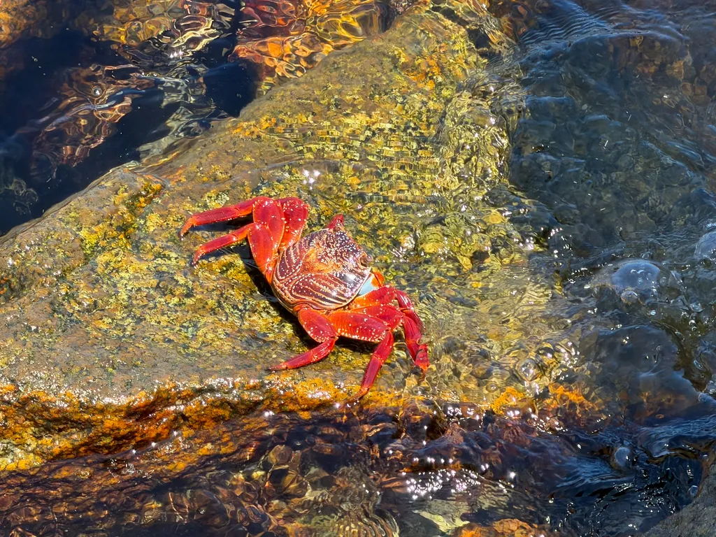 Sally Lightfoot crab, photo 4 (Andador Dorado, Cabo San Lucas)