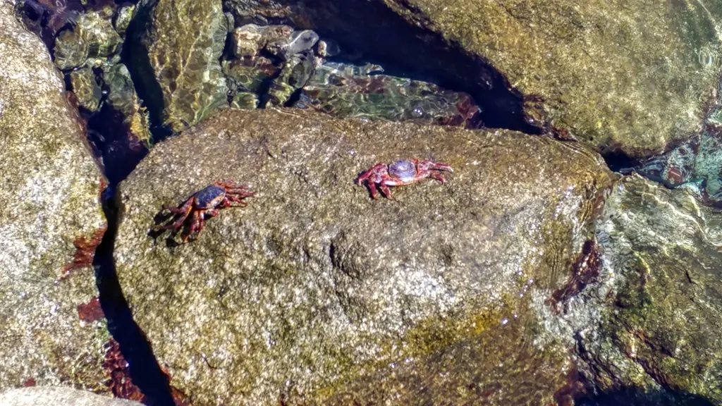 Sally Lightfoot crab, photo 5 (Los Cabos, BCS)