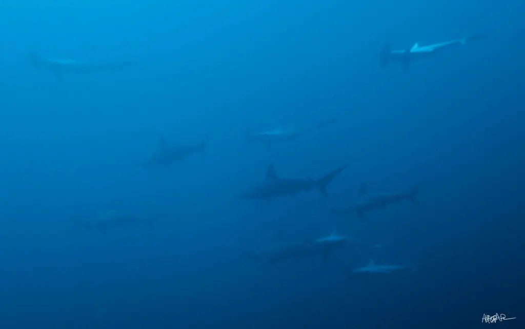 Scalloped hammerhead, photo 1 (Tecomán, MX-CL)
