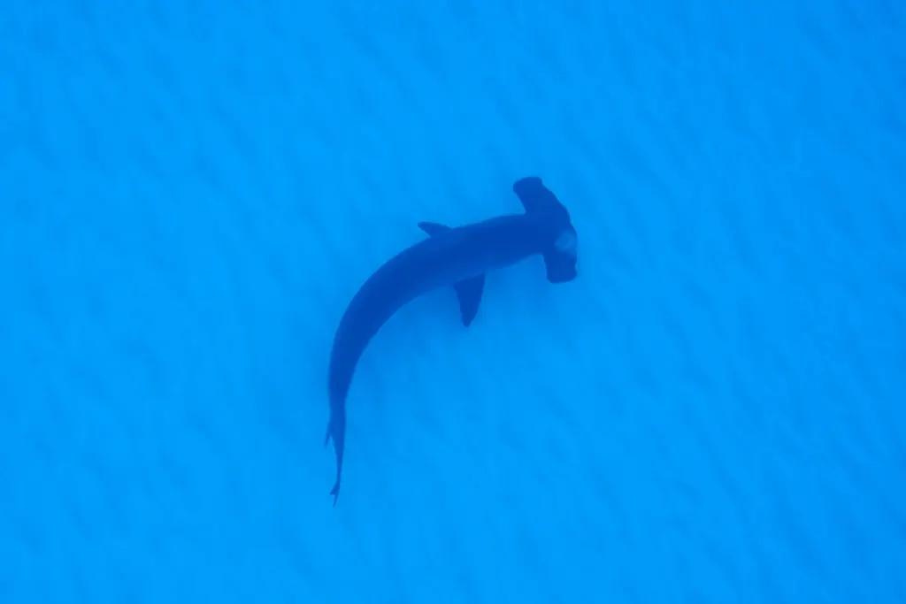 Scalloped hammerhead, photo 2 (Bahamas)