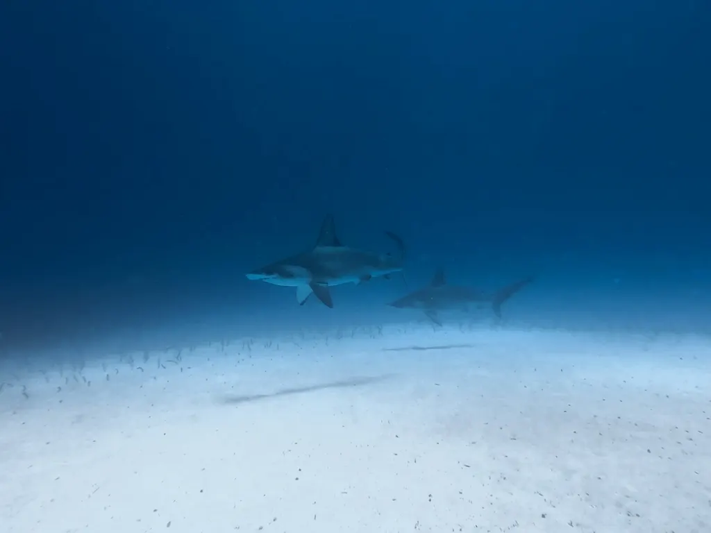 Scalloped hammerhead, photo 3 (Santa Cruz, EC-GA)