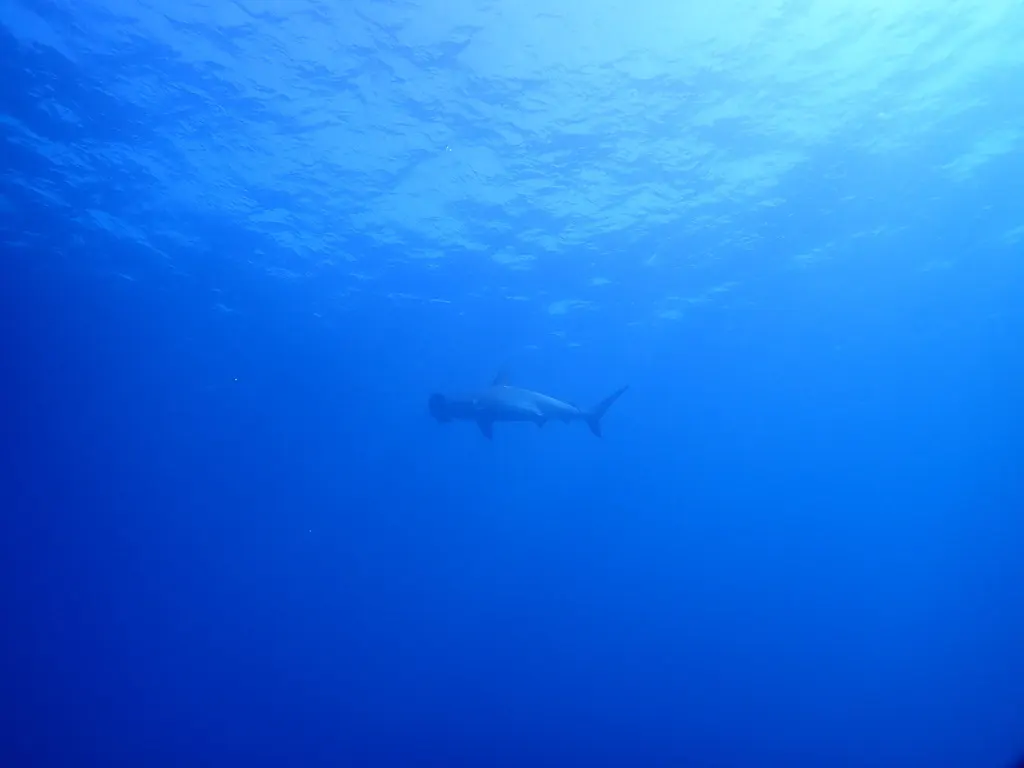 Scalloped hammerhead, photo 4 (Tecomán, MX-CL)