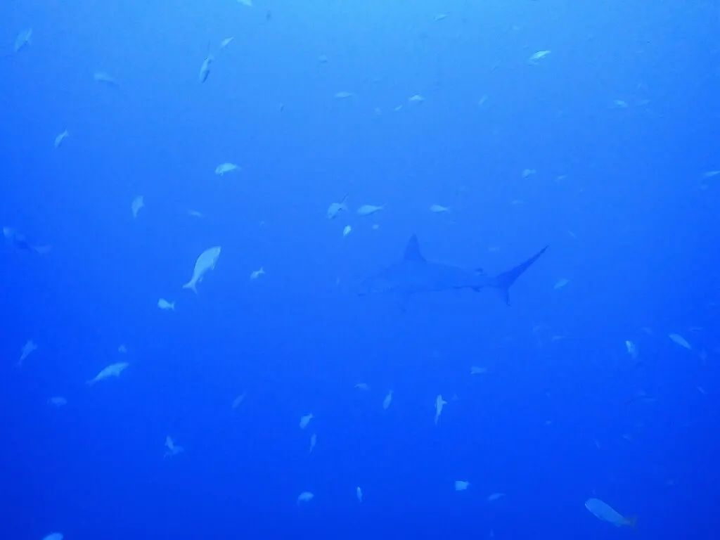 Scalloped hammerhead, photo 5 (Tecomán, MX-CL)