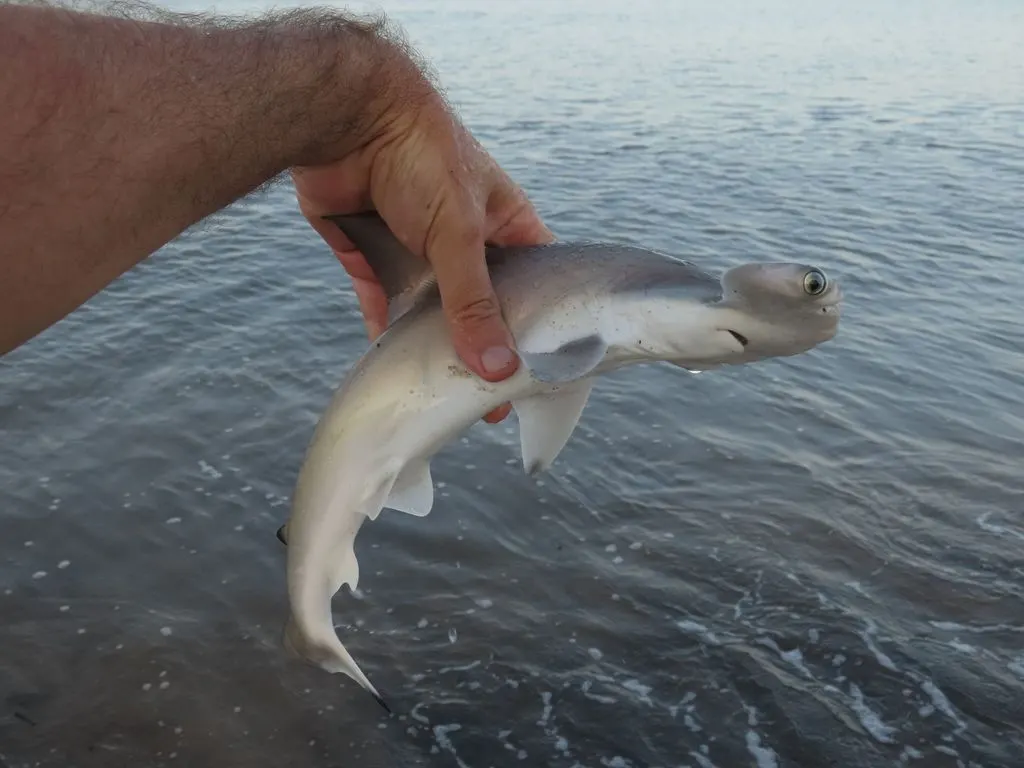 Scalloped hammerhead, photo 6 (Cairns QLD, Australia)