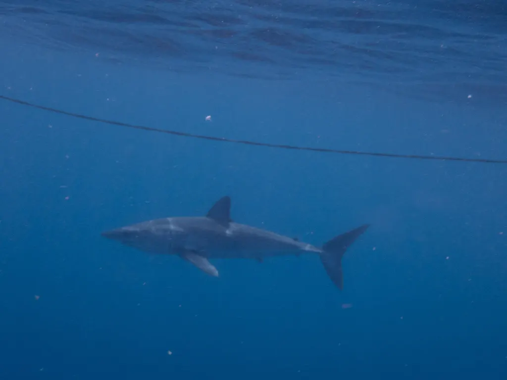 Shortfin mako, photo 2
