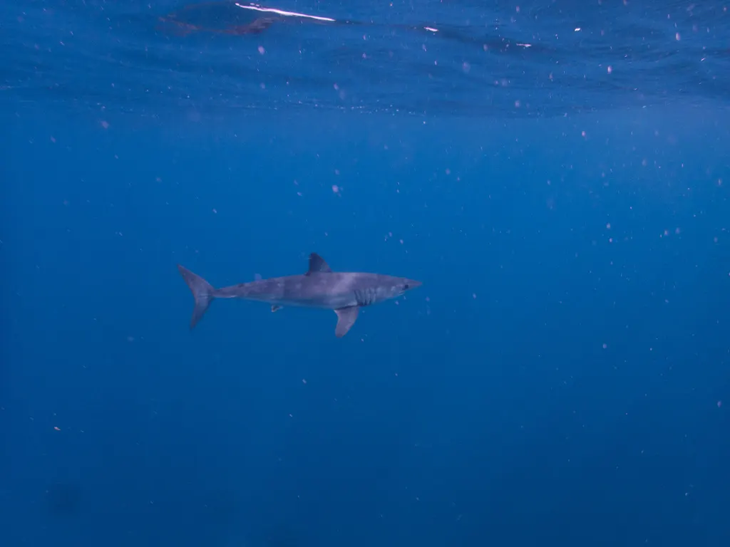 Shortfin mako, photo 3