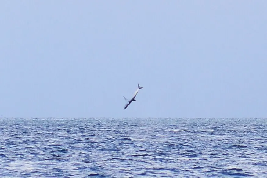 Shortfin mako, photo 4 (Southland, NZ-SO)