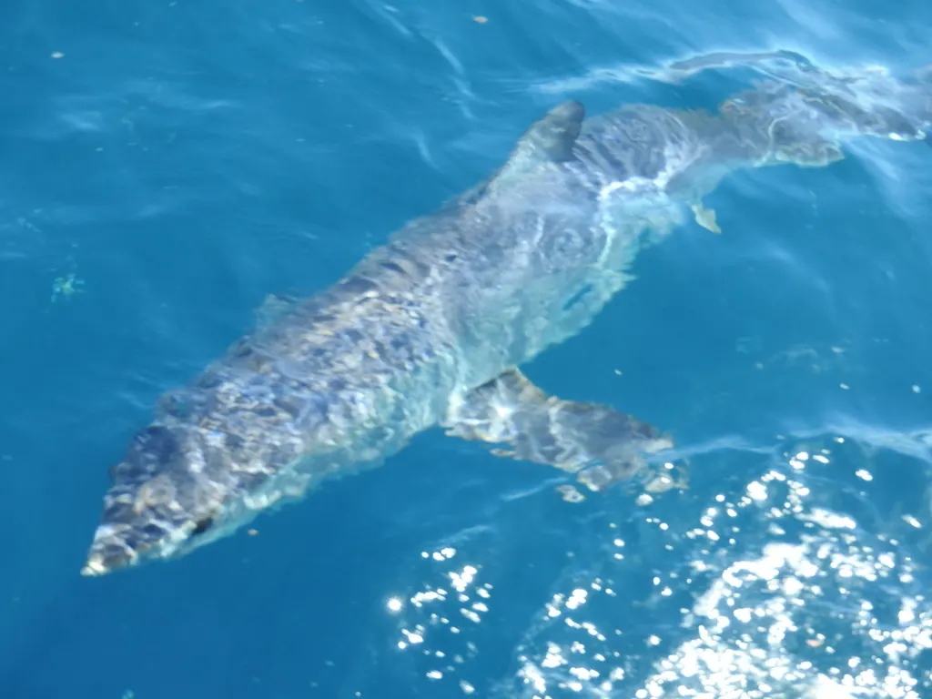 Shortfin mako, photo 5