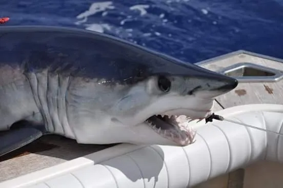 Shortfin mako, photo 6 (Azores, PT)
