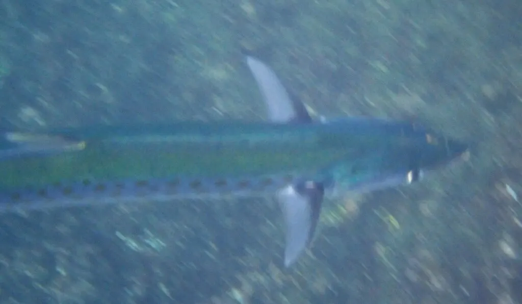 Pacific sierra, photo 2 (Tagus Cove, Isabella Island)