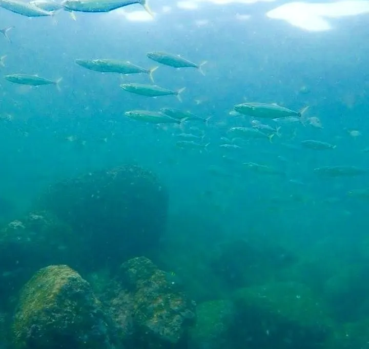 Pacific sierra, photo 3 (Manzanillo, MX-CL)