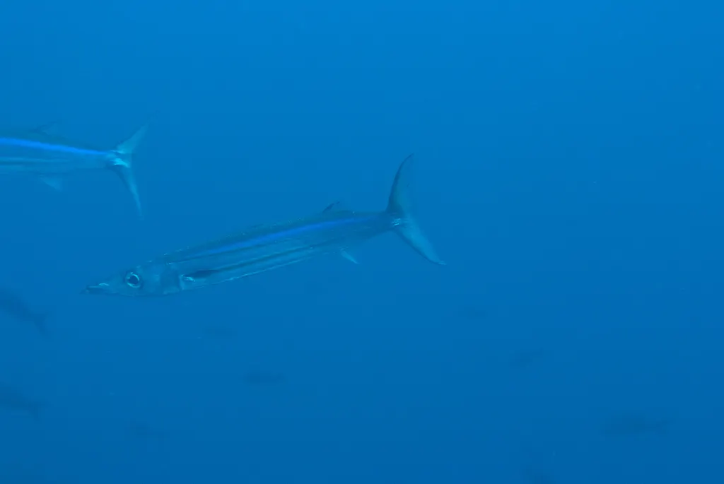 Pacific sierra, photo 6 (Wolf Island, Ecuador)