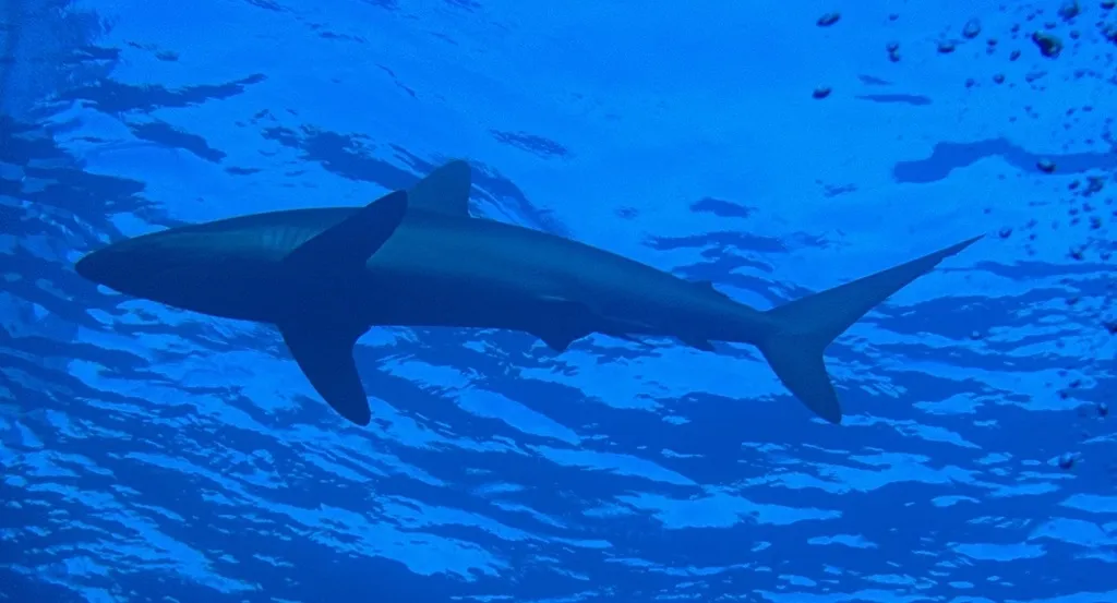 Silky shark, photo 1