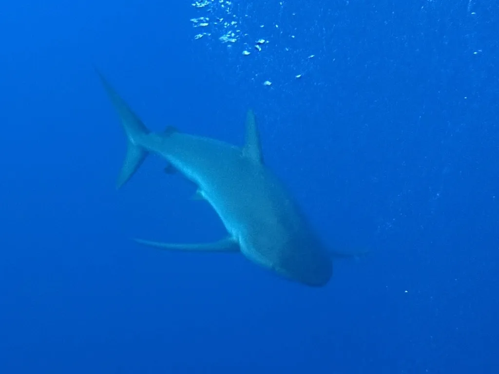 Silky shark, photo 2