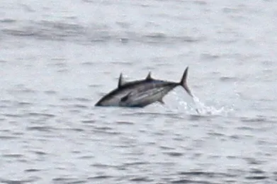 Skipjack tuna, photo 1