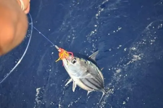 Skipjack tuna, photo 2 (Portugal)