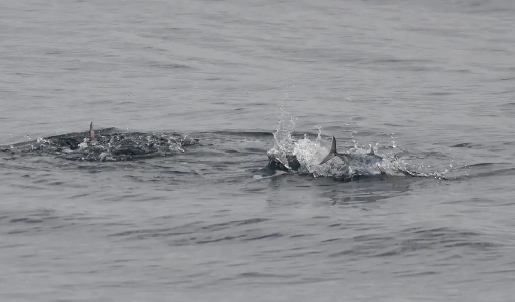 Skipjack tuna, photo 3 (87FGWGPH+37)