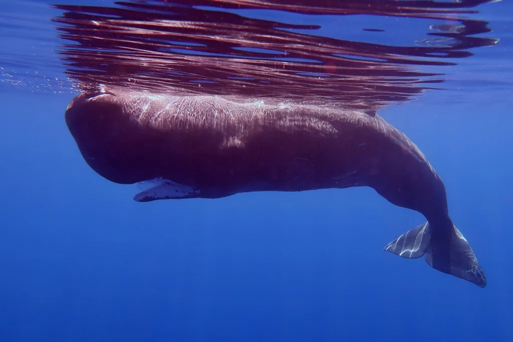 Sperm whale, photo 1 (Azores, PT)