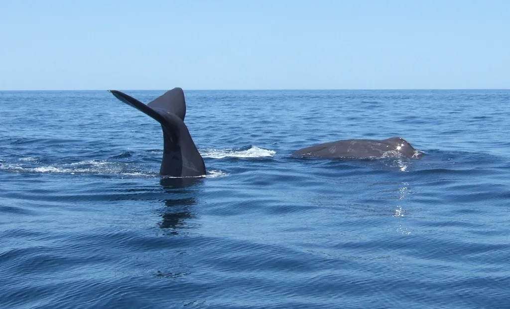 Sperm whale, photo 2 (Guaymas, MX-SO)
