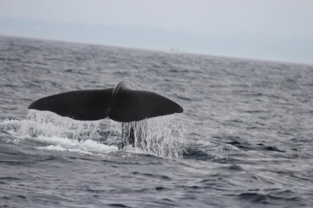 Sperm whale, photo 3