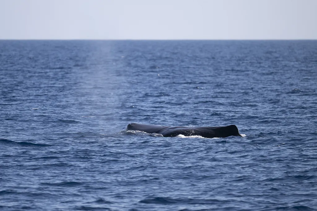 Sperm whale, photo 4
