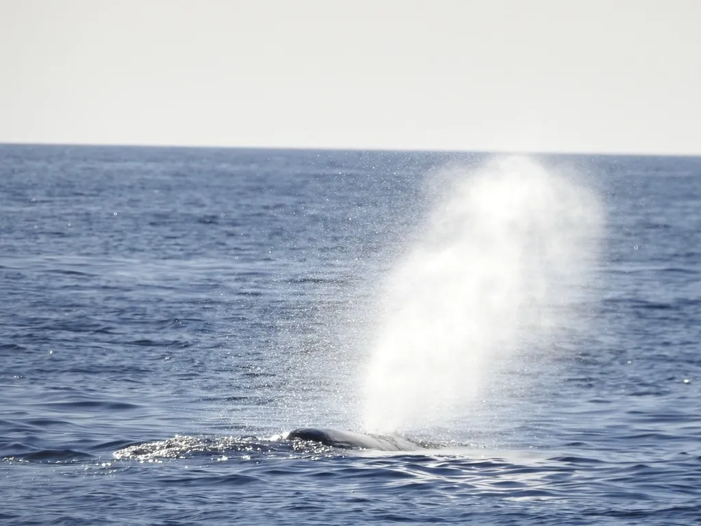 Sperm whale, photo 5