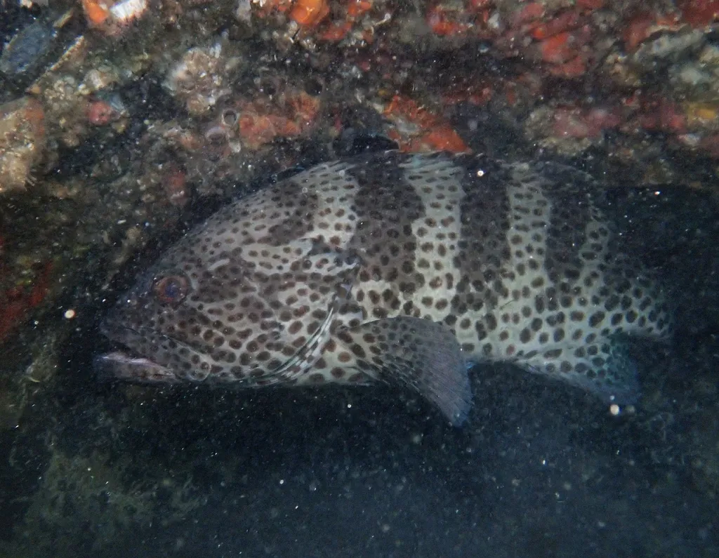 Spotted cabrilla, photo 1 (Juluapan, Mzlo.)