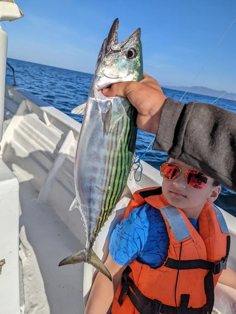 Striped bonito, photo 1 (Mexico)